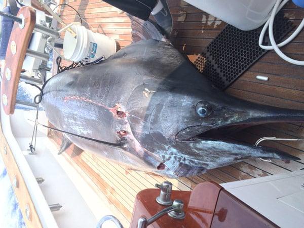 Big-Island-Fishing