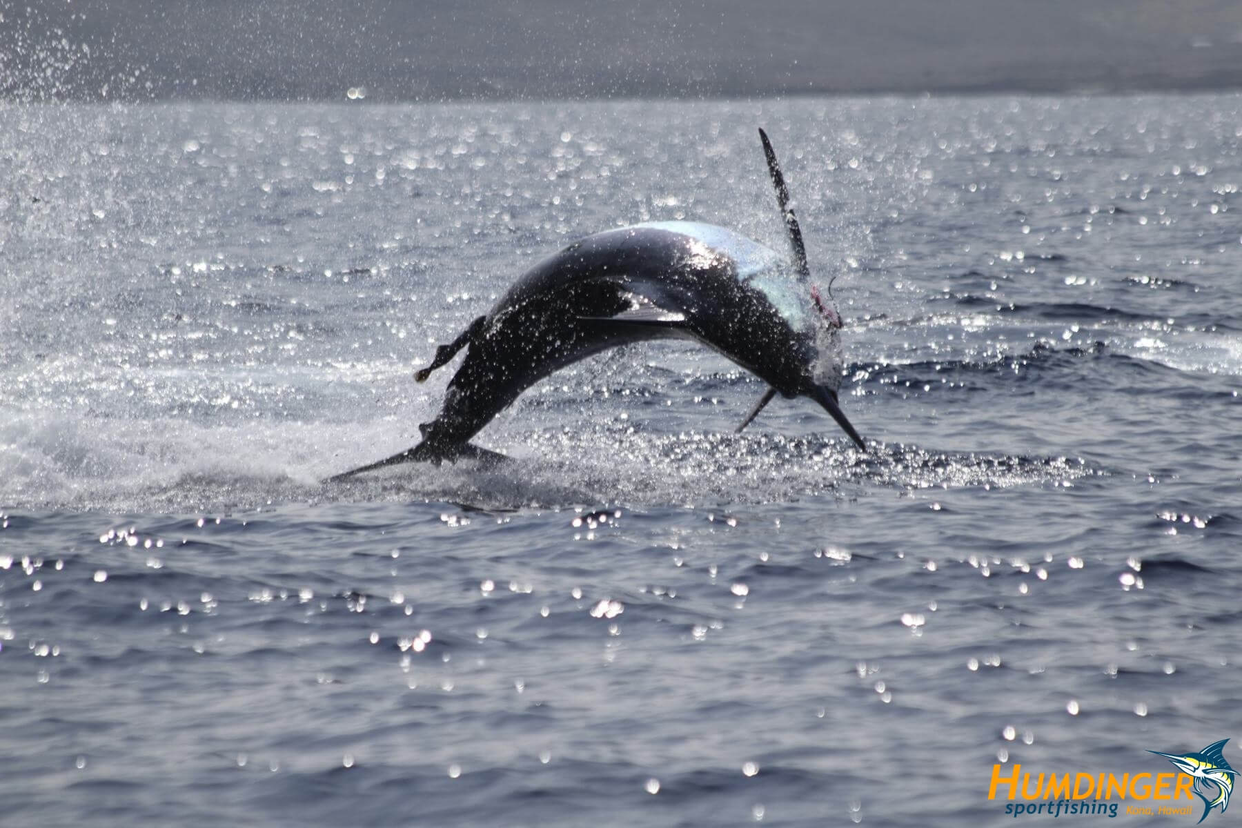 humdingersportfishing_gallery_31