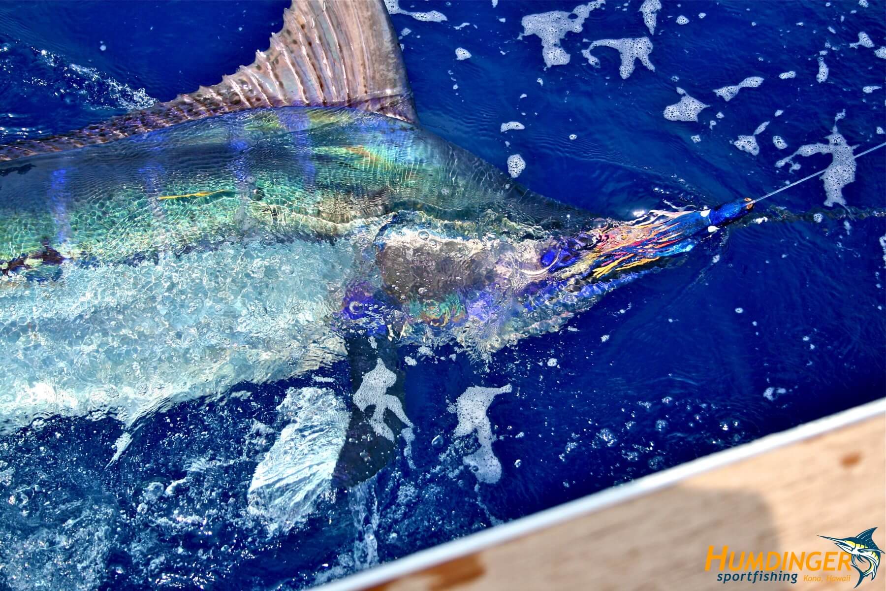 humdingersportfishing_gallery_4